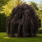 Buk lesný (Fagus sylvatica) ´PURPUREA PENDULA´ - výška 40-50 cm, kont. C5L